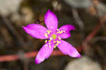 Limestone fameflower